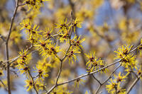 マンサク [INO110001836]