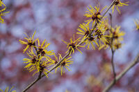 マンサク [INO110001837]