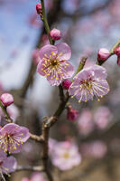 紅梅　道知辺 [INO110001838]