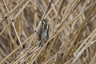 オオジュリン [INO110001839]