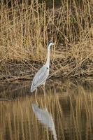 アオサギ [INO110001840]