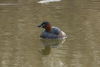 カイツブリ [INO110001842]