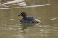 カイツブリ [INO110001843]