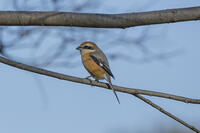 モズ [INO110001845]