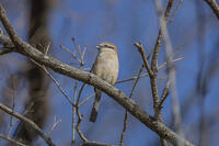 モズ [INO110001846]