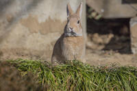 野ウサギ [INO110001847]