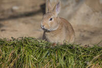野ウサギ [INO110001848]