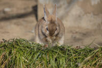 野ウサギ [INO110001849]