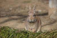 野ウサギ [INO110001850]