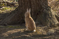 野ウサギ [INO110001851]