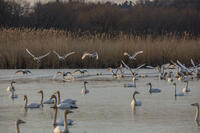 菅生沼　ハクチョウの飛び立ち [INO110001852]