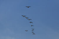 ハクチョウ　飛翔 [INO110001853]