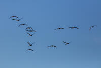 ハクチョウ　飛翔 [INO110001854]