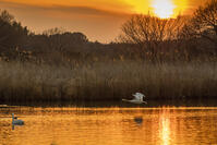 菅生沼のハクチョウ　夕景 [INO110001855]
