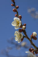 ウメ　白加賀 [INO110001856]