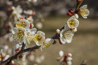 ウメ　白加賀 [INO110001858]