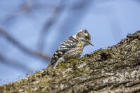 秋ヶ瀬公園　コゲラ [INO110001865]