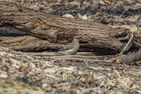 秋ヶ瀬公園　ヒレンジャク [INO110001866]