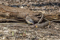 秋ヶ瀬公園　ヒレンジャク [INO110001867]