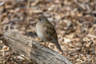 秋ヶ瀬公園　シロハラ [INO110001868]