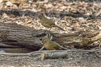 秋ヶ瀬公園　ガビチョウ [INO110001869]
