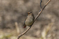 秋ヶ瀬公園　ヒレンジャク [INO110001871]