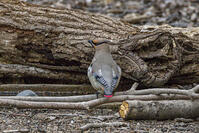 秋ヶ瀬公園　ヒレンジャク [INO110001872]