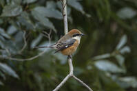 秋ヶ瀬公園　モズ [INO110001873]