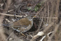 秋ヶ瀬公園　シロハラ [INO110001874]