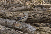秋ヶ瀬公園　シメ [INO110001875]