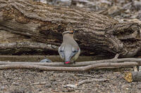 秋ヶ瀬公園　ヒレンジャク [INO110001876]