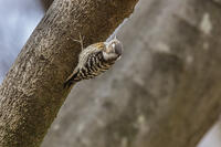 秋ヶ瀬公園　コゲラ [INO110001877]