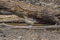 秋ヶ瀬公園　ヒレンジャク [INO110001878]