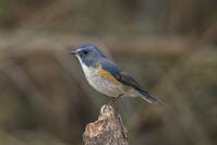 秋ヶ瀬公園　ルリビタキ [INO110001879]