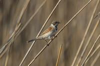 オオジュリン [INO110001887]