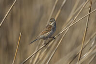 オオジュリン [INO110001888]