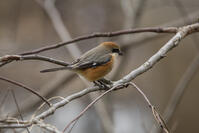 モズ [INO110001889]