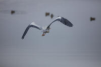 アオサギの飛翔 [INO110001890]