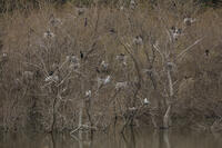 アオサギ [INO110001891]