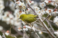メジロとウメの花 [INO110001892]