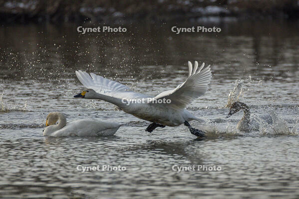 菅生沼　ハクチョウの飛び立ち [INO110001800]