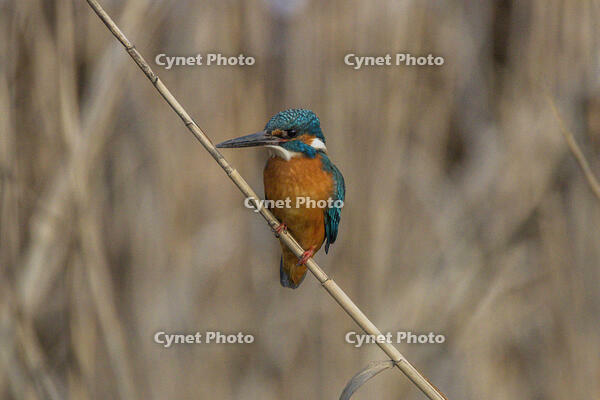 カワセミ [INO110001801]