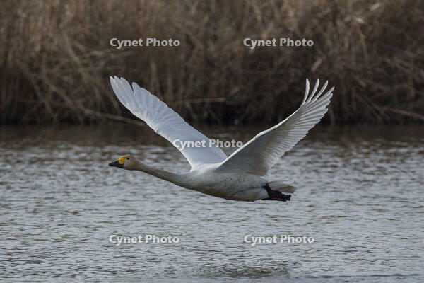 菅生沼　ハクチョウの飛び立ち [INO110001803]