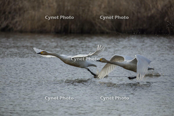 菅生沼　ハクチョウの飛び立ち [INO110001804]