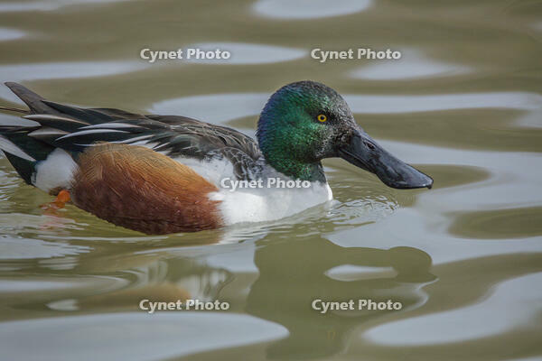 ハシビロガモ（オス） [INO110001805]