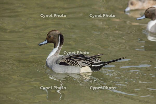 オナガガモ（オス） [INO110001806]