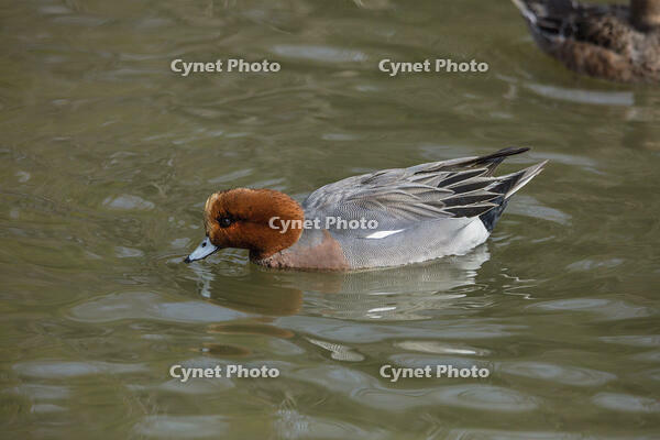 ヒドリガモ（オス） [INO110001807]
