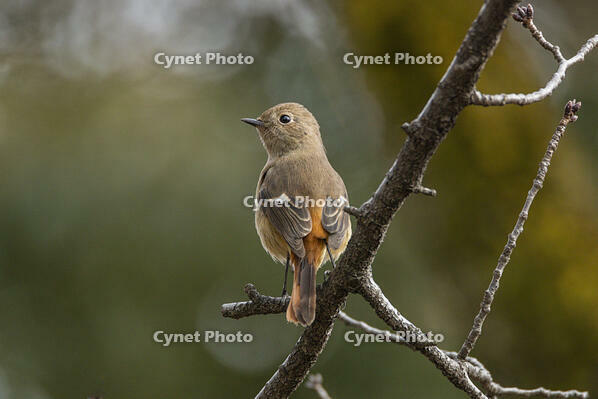 ジョウビタキ（メス） [INO110001809]