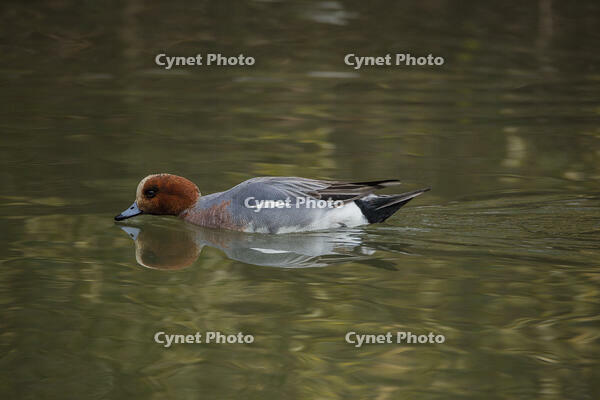 ヒドリガモ（オス） [INO110001810]