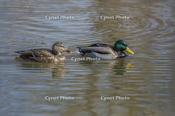 マガモのつがい [INO110001811]